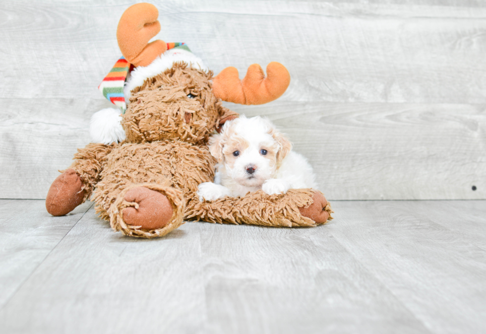 Maltipoo Pup Being Cute