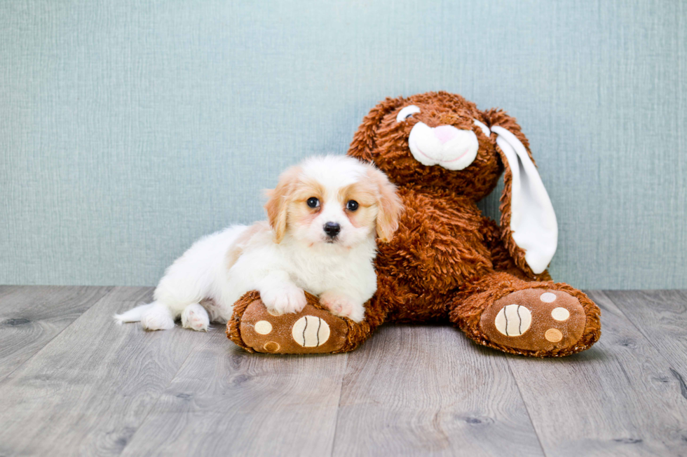 Cavachon Puppy for Adoption