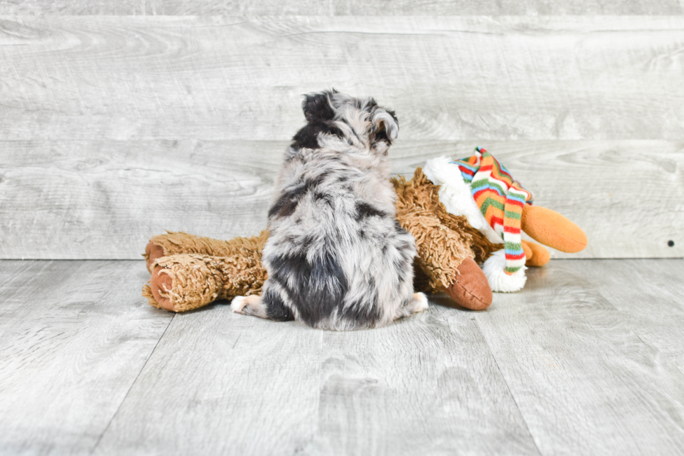 Mini Aussiedoodle Puppy for Adoption