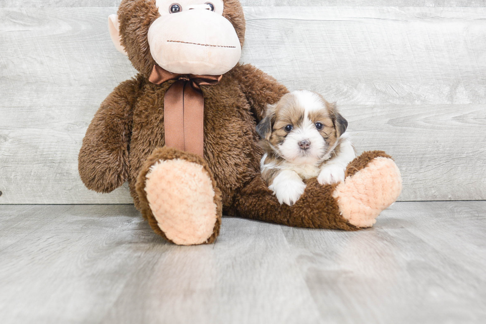 Havanese Pup Being Cute