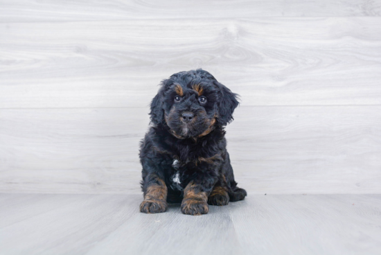 Happy Mini Bernedoodle Baby