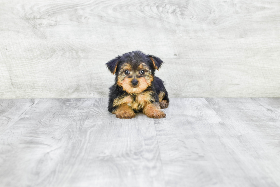 Meet Izzie - our Yorkshire Terrier Puppy Photo 