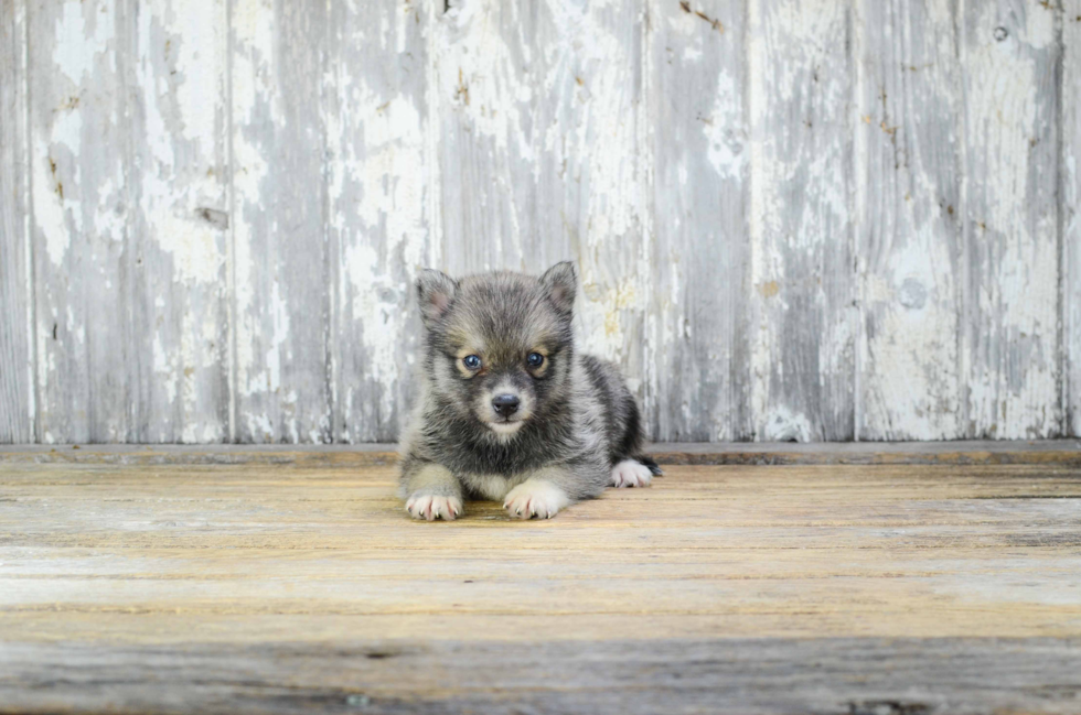 Adorable Mini Husky Designer Puppy