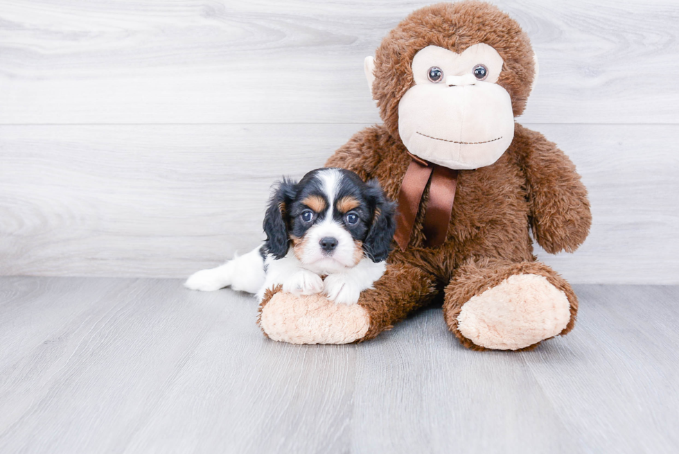 Funny Cavalier King Charles Spaniel Baby