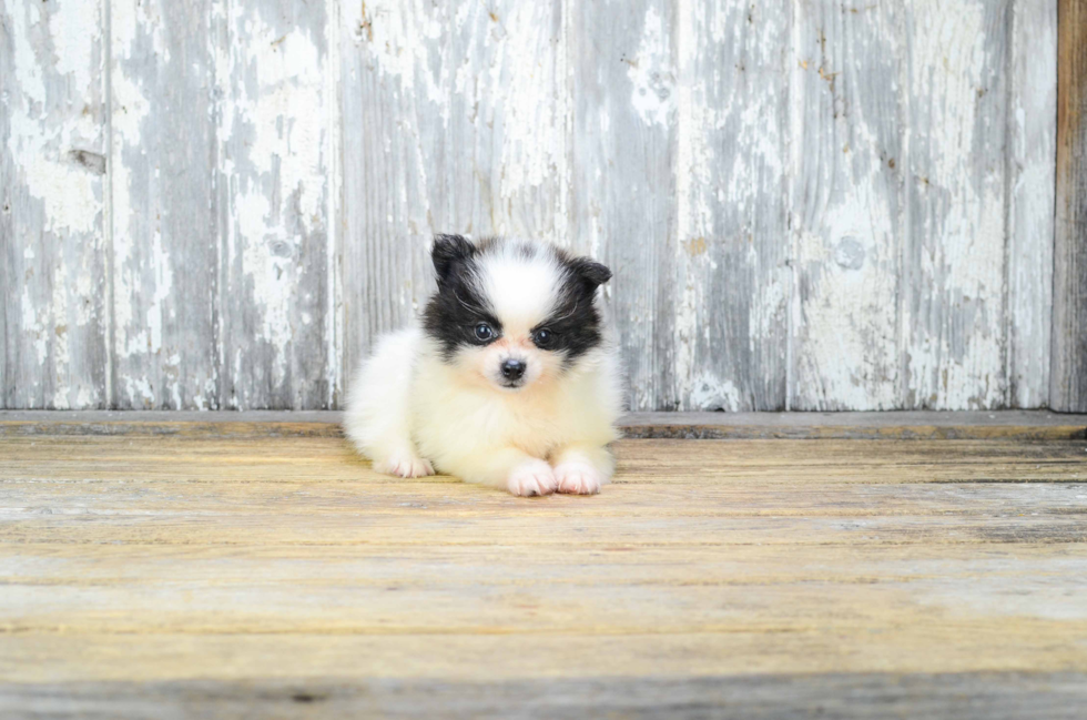 Pomeranian Puppy for Adoption