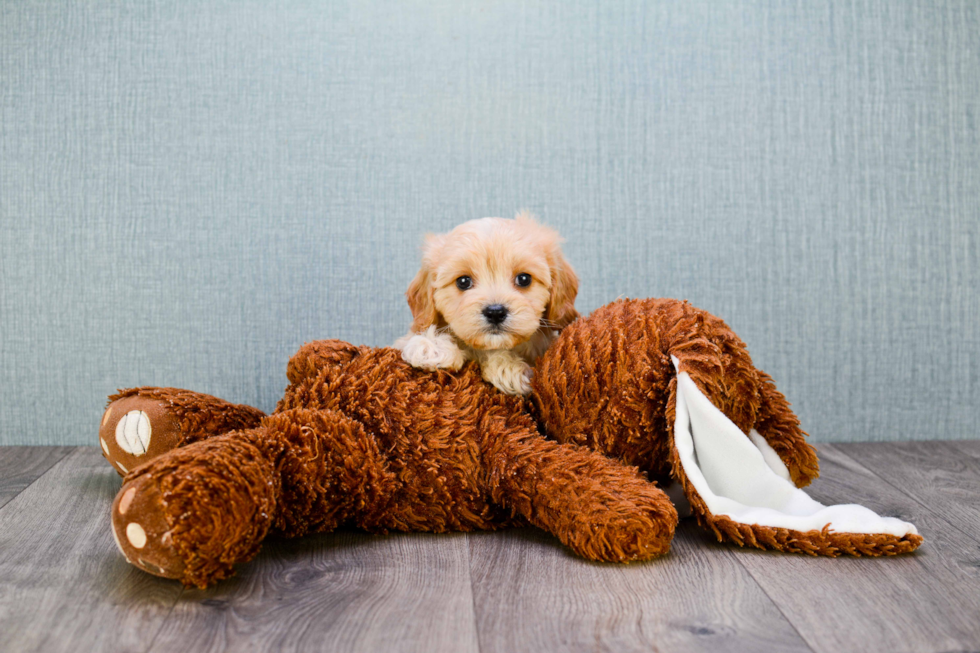 Best Cavapoo Baby