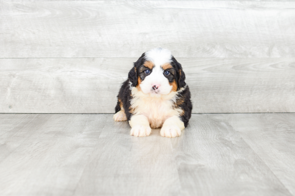 Happy Mini Bernedoodle Baby