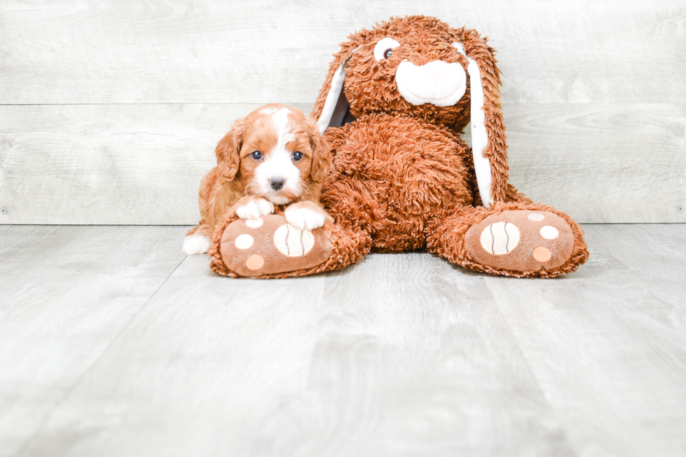 Cavapoo Pup Being Cute