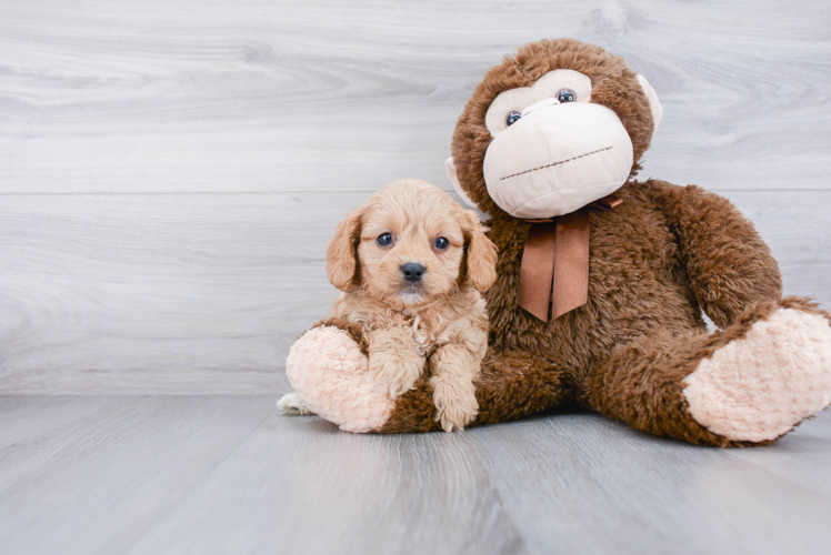 Happy Cavapoo Baby