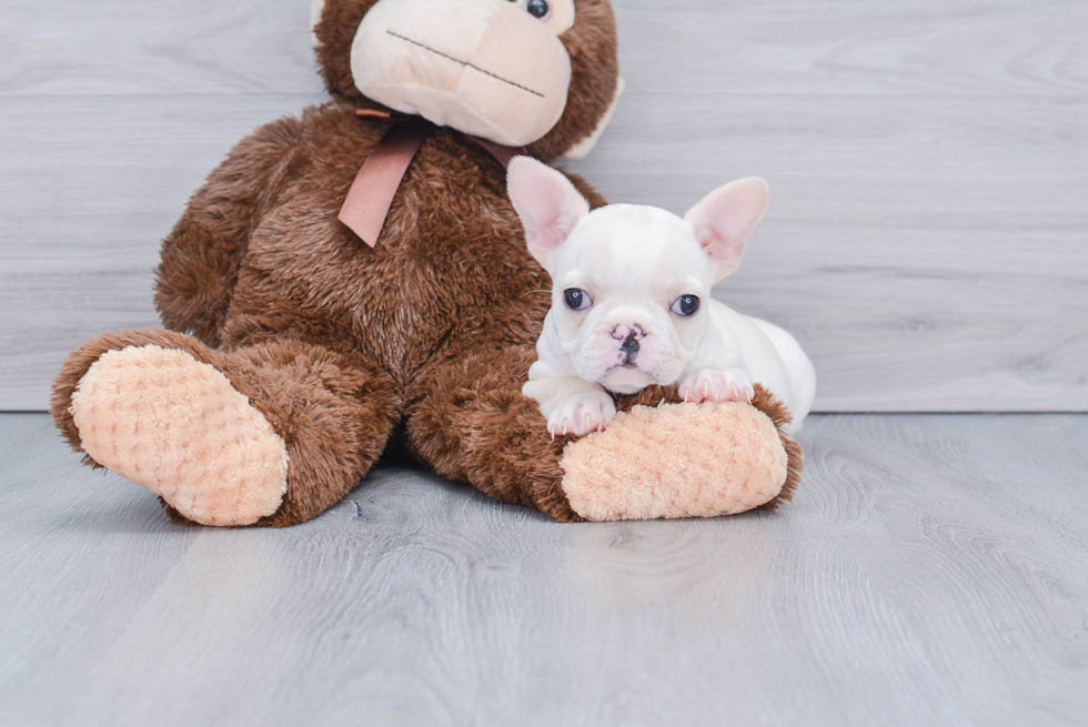 Best French Bulldog Baby