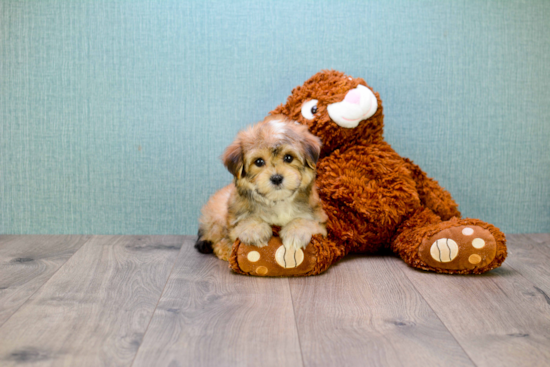 Morkie Puppy for Adoption