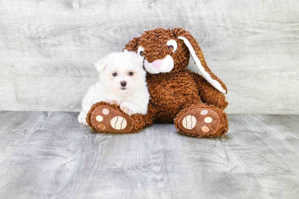 Cute Maltese Purebred Puppy