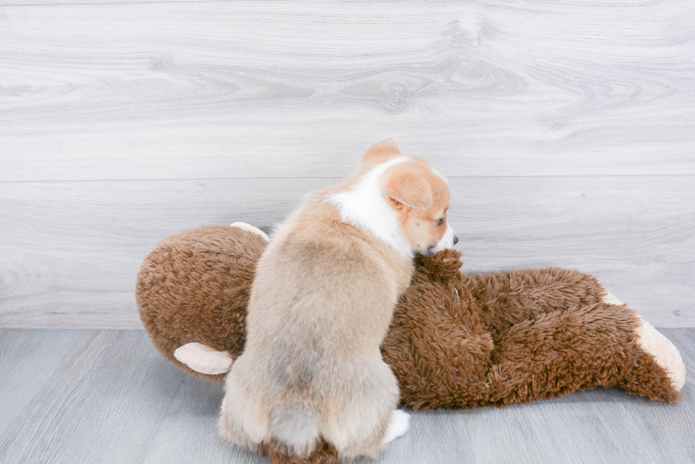 Friendly Pembroke Welsh Corgi Baby