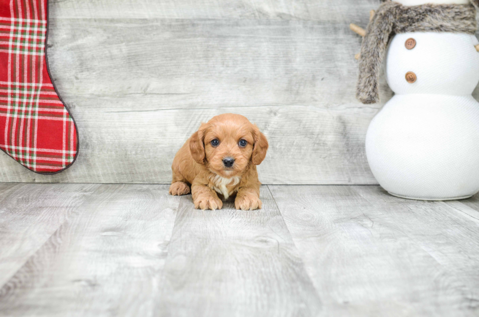 Cavapoo Pup Being Cute