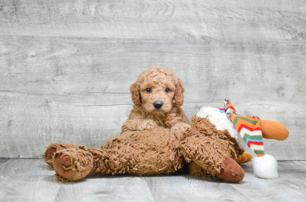 Cute Mini Goldendoodle Baby