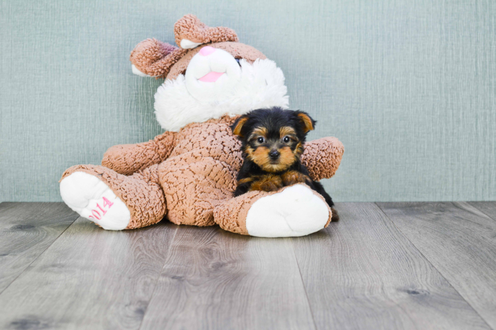 Meet Beckham - our Yorkshire Terrier Puppy Photo 