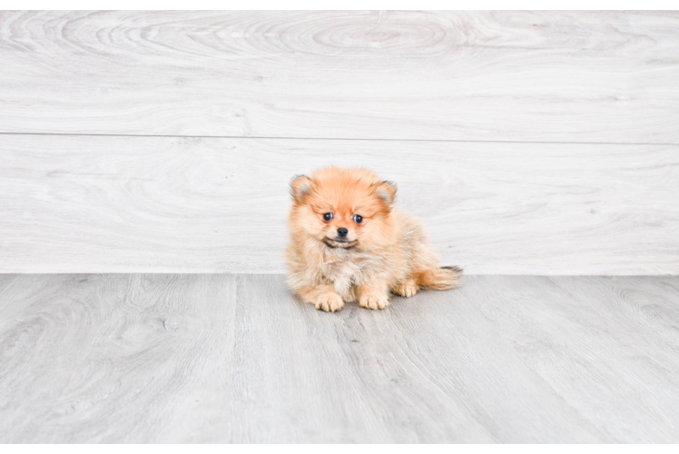 Pomeranian Pup Being Cute