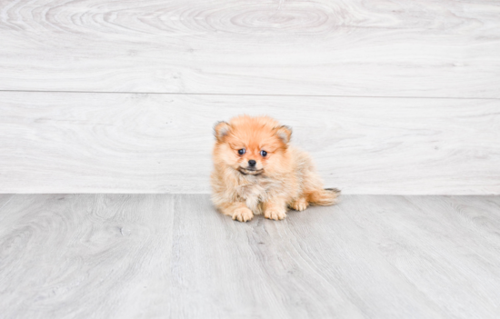 Pomeranian Pup Being Cute