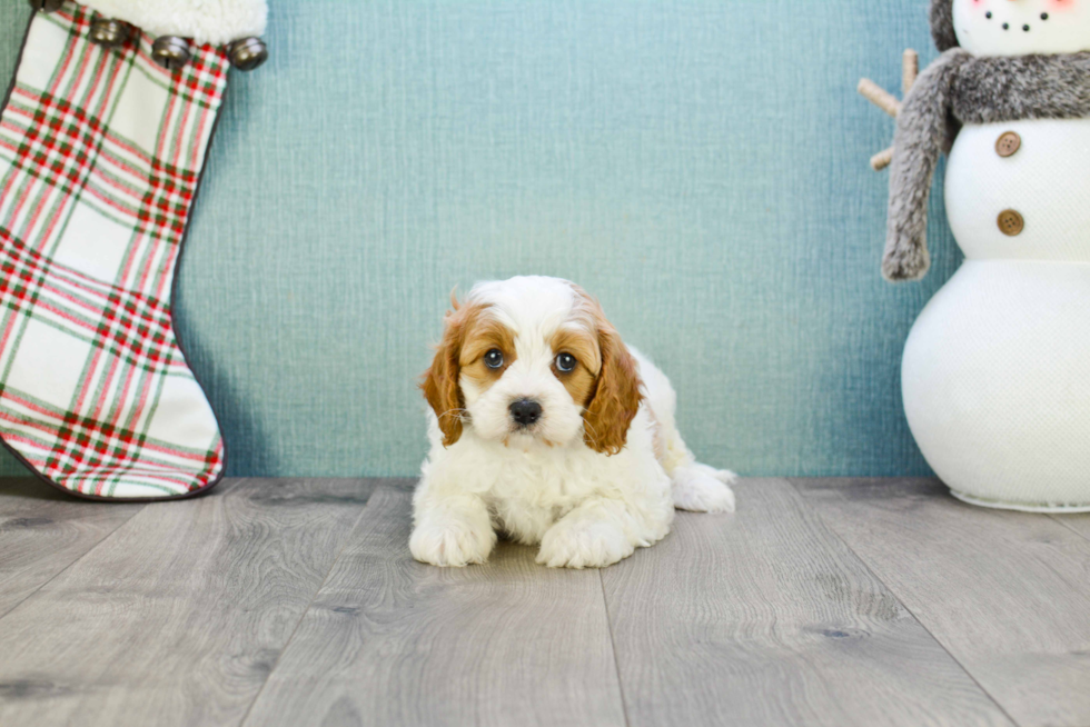 Cavapoo Pup Being Cute