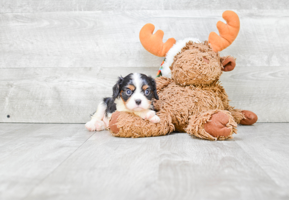 Best Cavalier King Charles Spaniel Baby