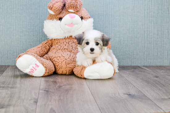 Hypoallergenic Havanese Purebred Pup