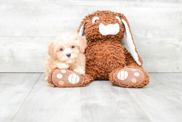 Cavapoo Puppy for Adoption