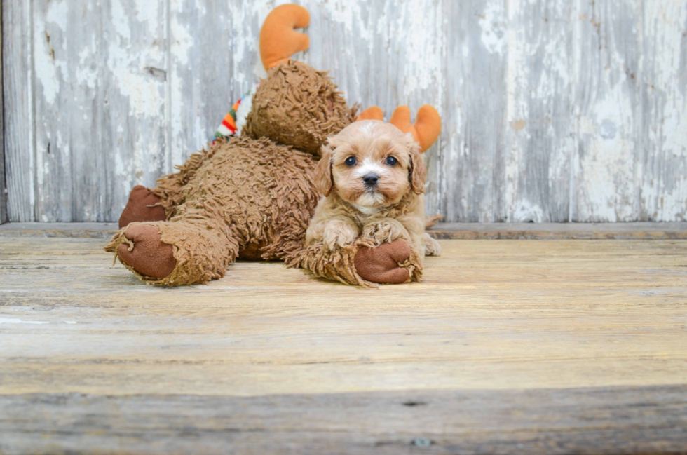 Playful Cavoodle Poodle Mix Puppy