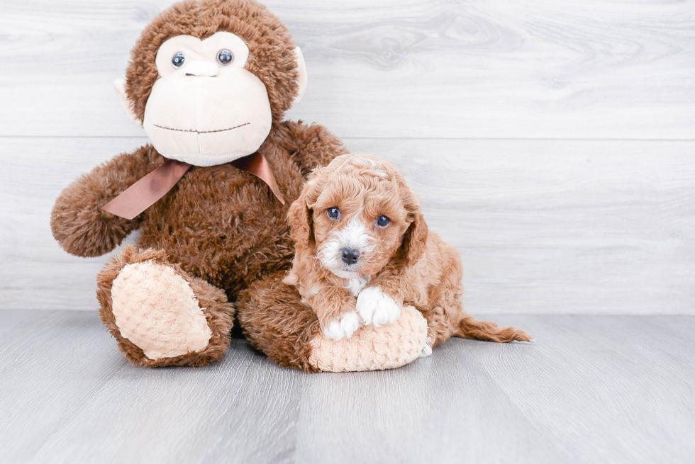 Little Cavoodle Poodle Mix Puppy