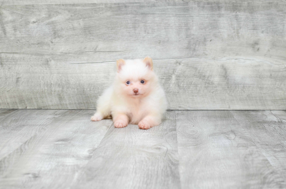 Pomeranian Puppy for Adoption