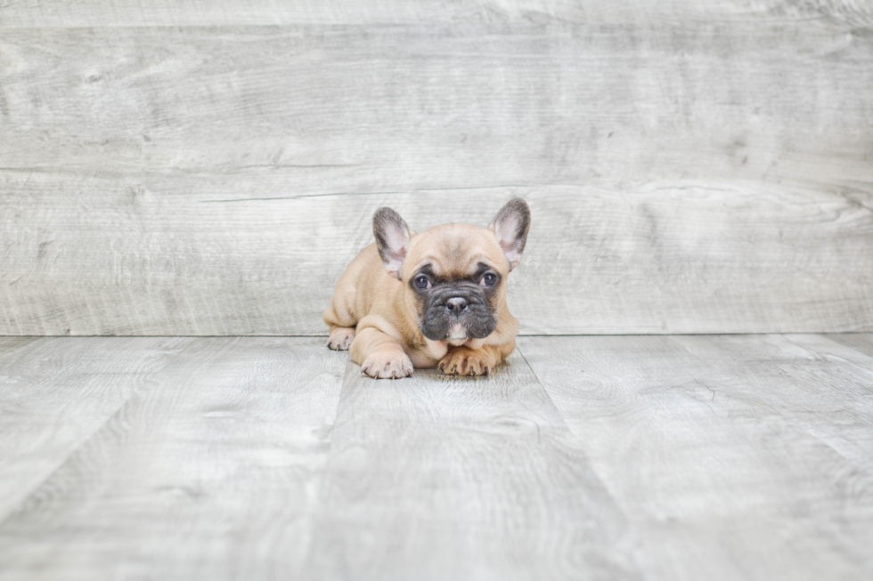 Best French Bulldog Baby