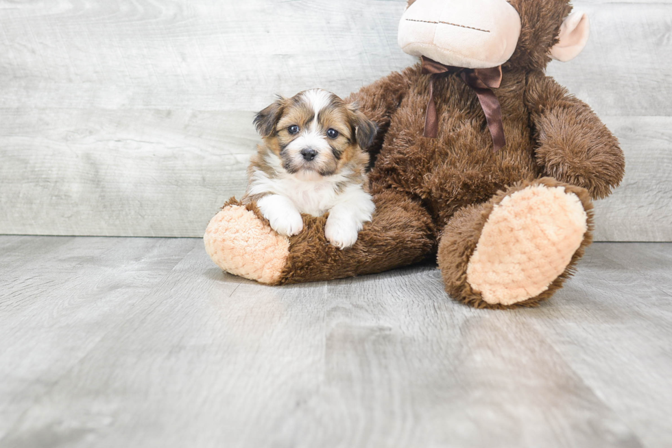 Friendly Teddy Bear Baby