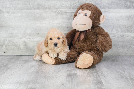 Best Mini Goldendoodle Baby