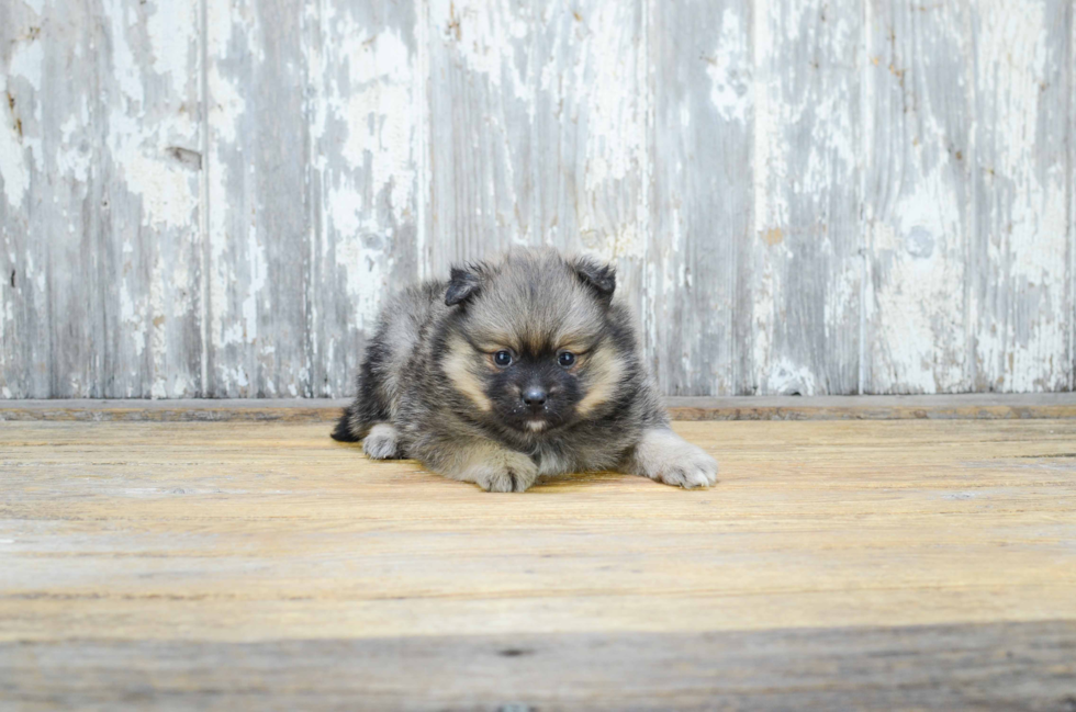 Akc Registered Pomeranian Baby