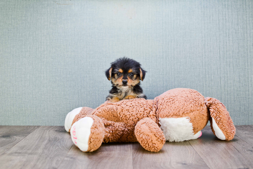 Fluffy Morkie Designer Pup