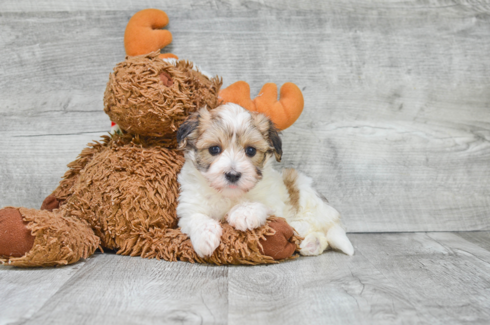 Playful Havanese Baby