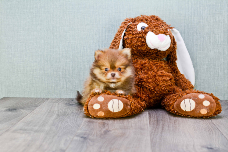 Pomeranian Pup Being Cute