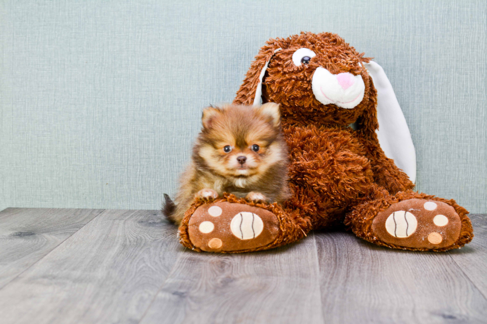 Pomeranian Pup Being Cute