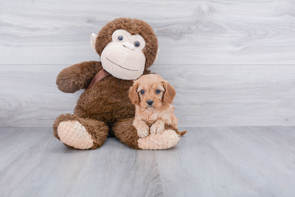 Energetic Cavoodle Poodle Mix Puppy