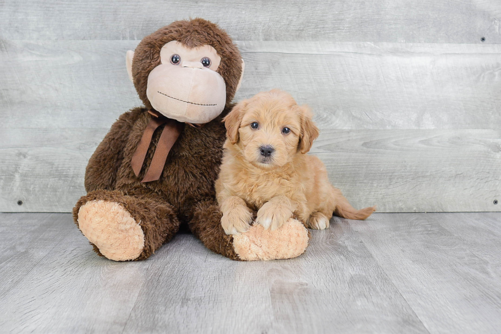 Friendly Mini Goldendoodle Baby