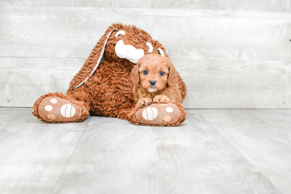 Best Cavapoo Baby