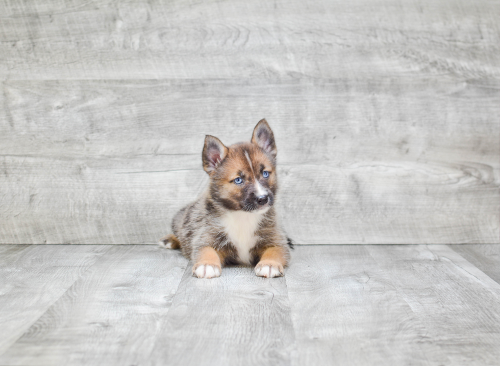 Pomsky Puppy for Adoption