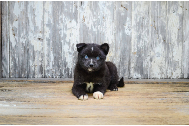 Small Pomsky Baby