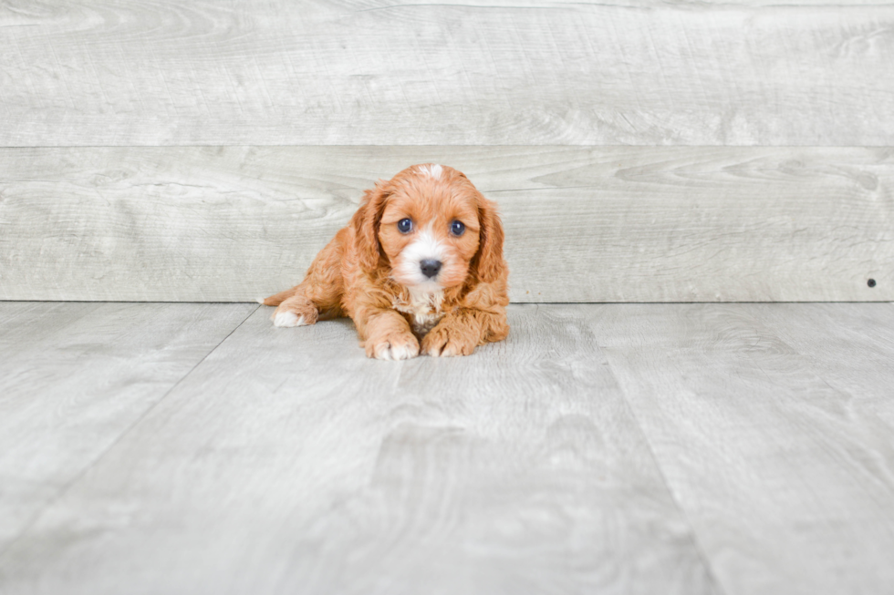 Playful Cavoodle Poodle Mix Puppy