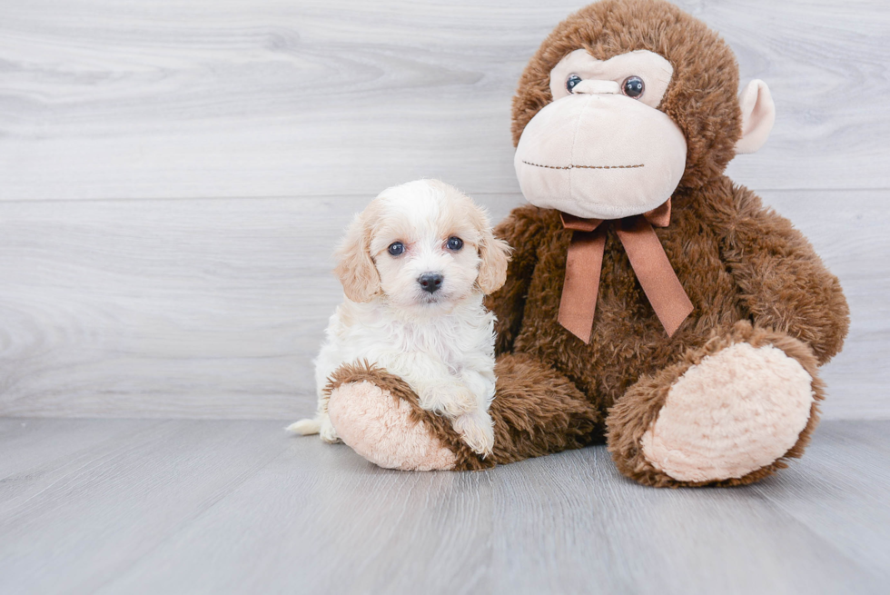 Cavachon Puppy for Adoption