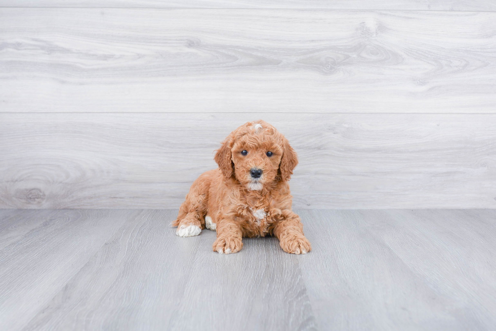 Best Mini Goldendoodle Baby