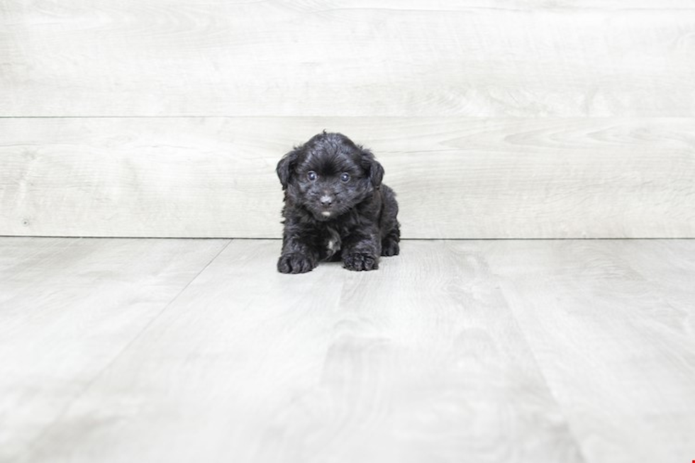 Smart Mini Aussiedoodle Poodle Mix Pup