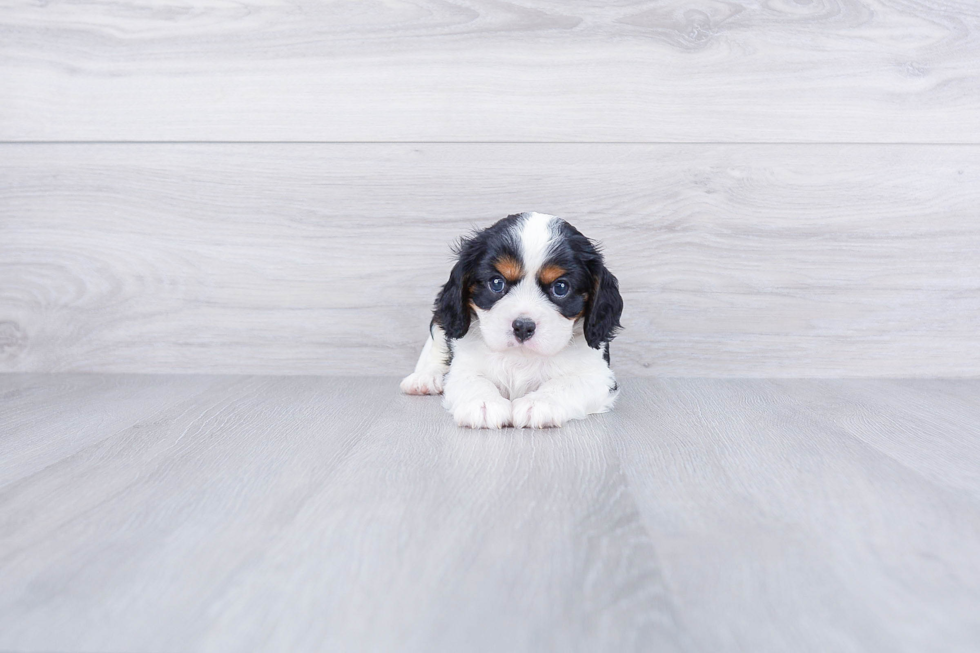 Little Cavalier King Charles Spaniel Baby