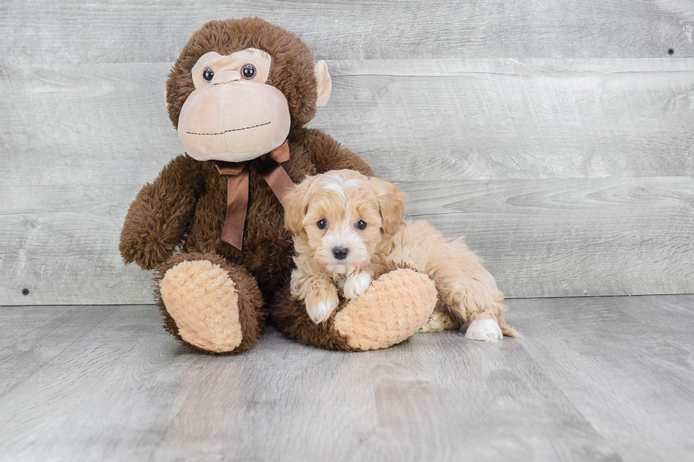 Sweet Maltipoo Baby