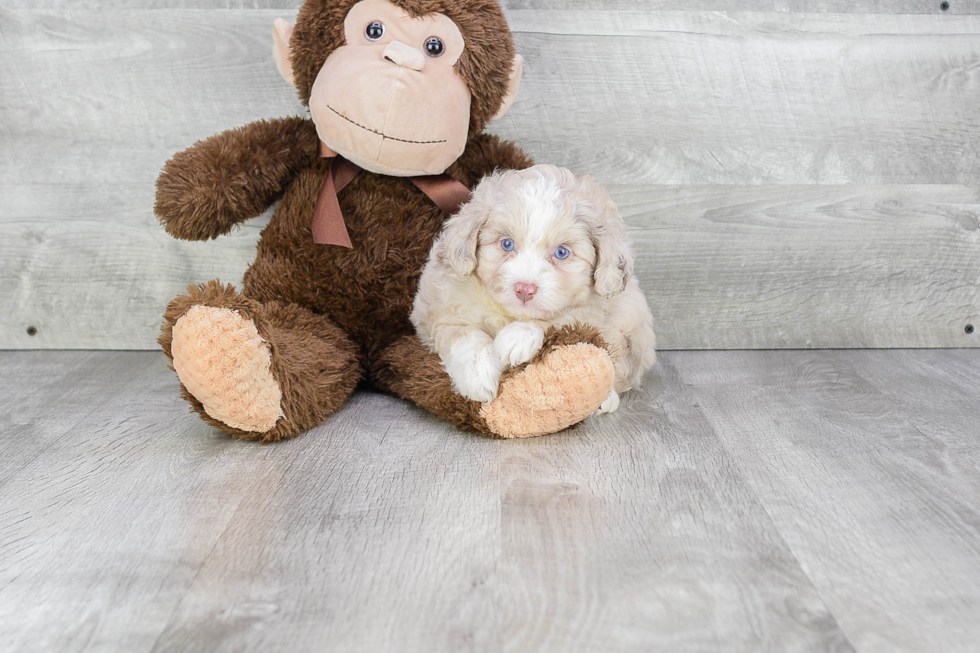 Best Mini Aussiedoodle Baby