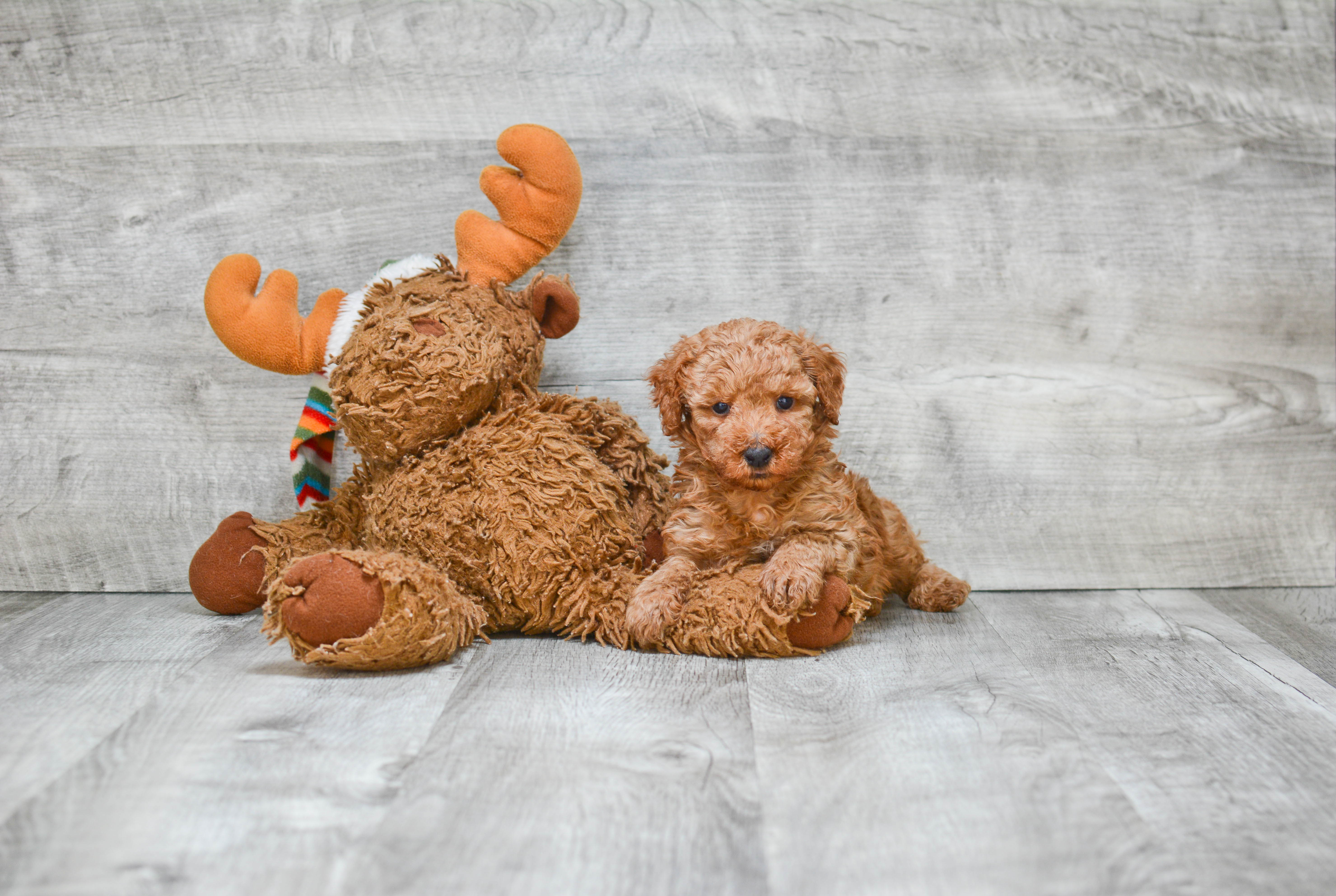 Poodle Pup Being Cute